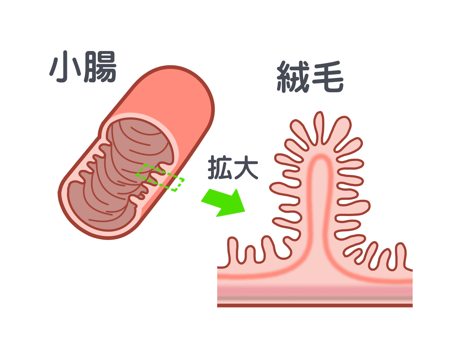 腸絨毛整体銀座