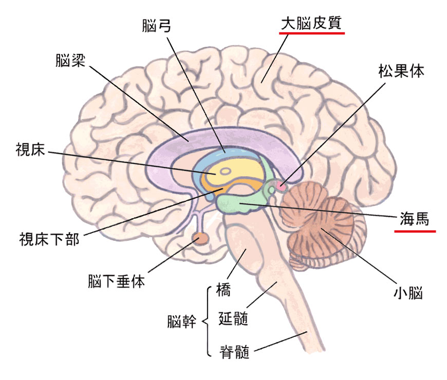 大脳皮質