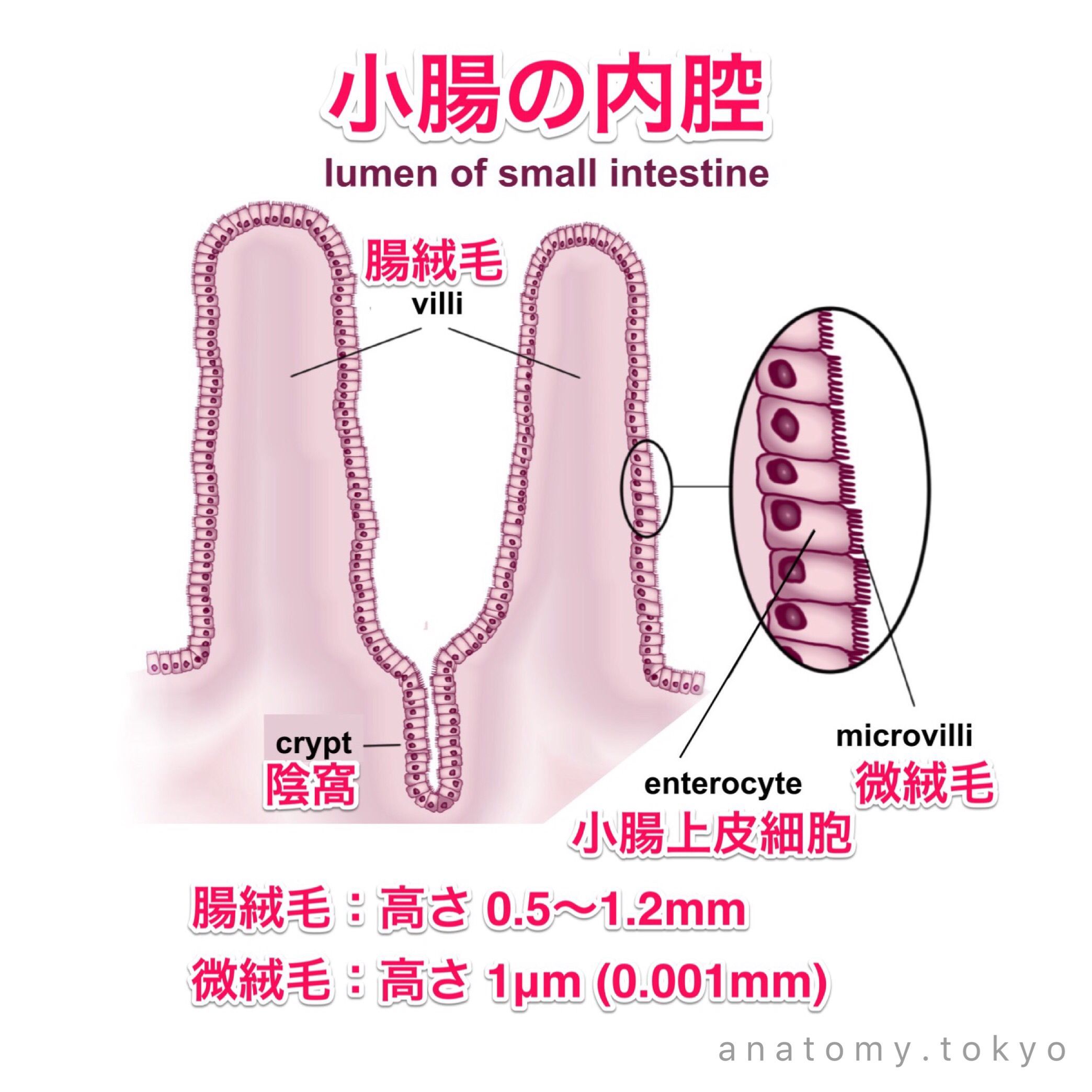 小腸内腔銀座整体
