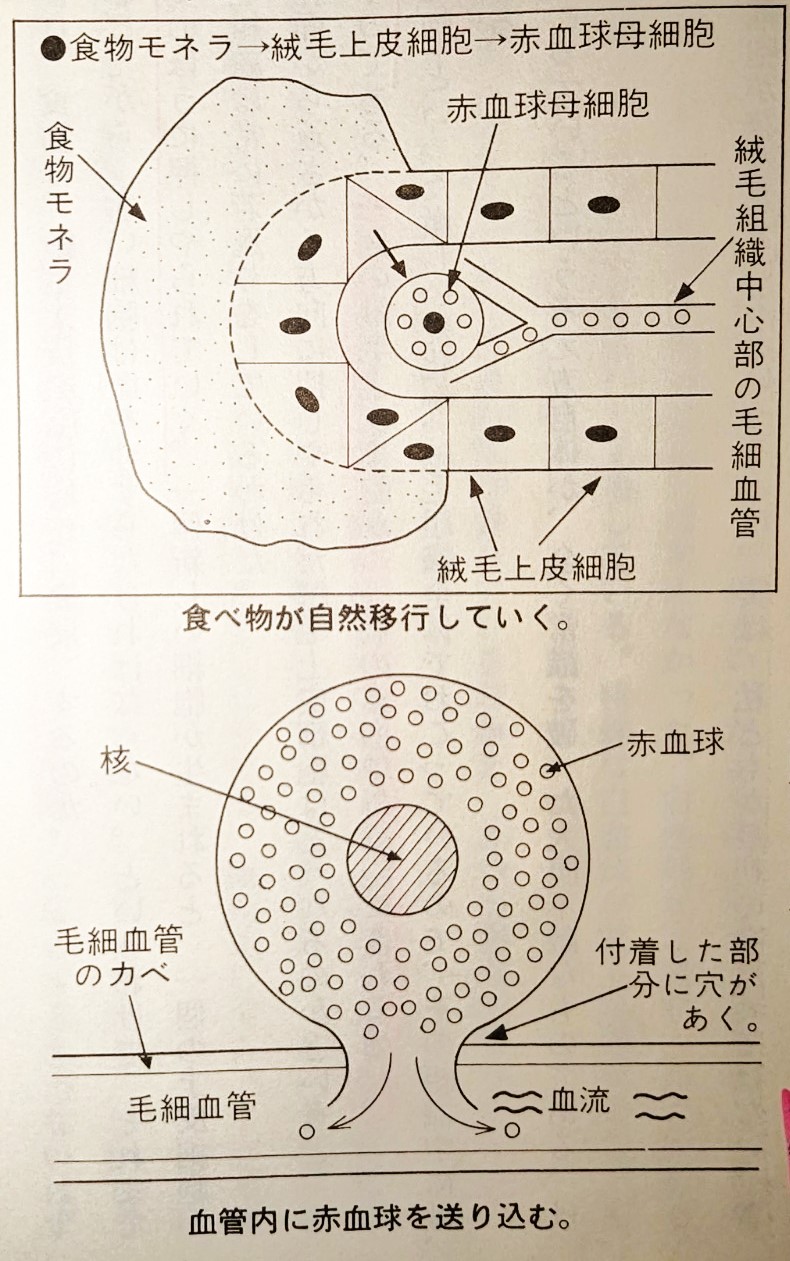 赤血球細胞腸絨毛整体銀座