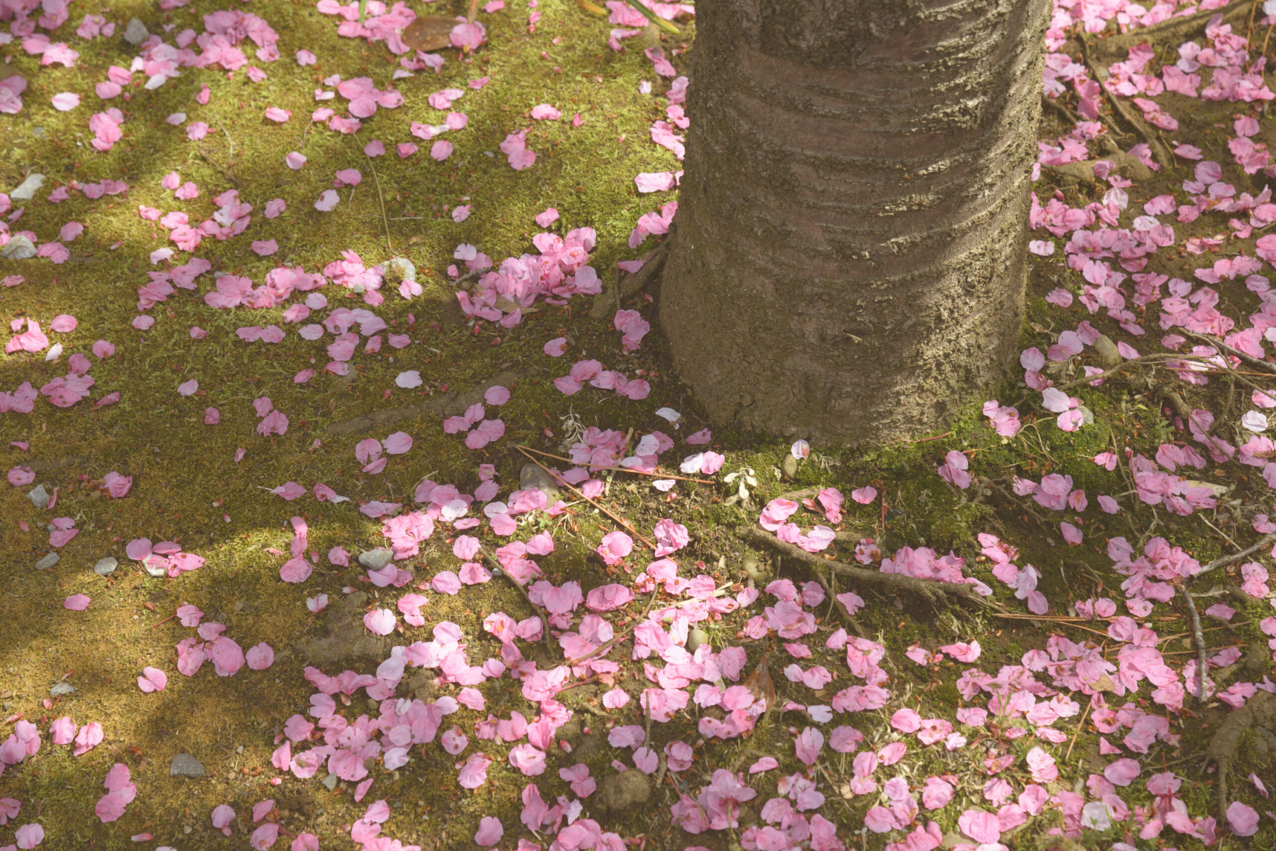 桜整体銀座法華経寺